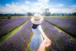 Image for LAVENDER ABBEY - Carterton